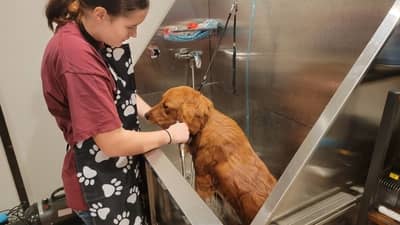 puppy getting a bath