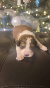 our latest available litter of bernedoodles