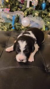 male bernedoodle available
